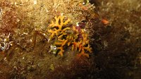 030 Frondipore verruqueux (Frondipora verrucosa)